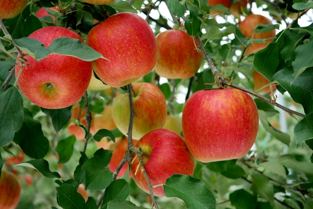 りんご農園のイメージ